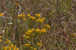 Pineland rayless goldenrod